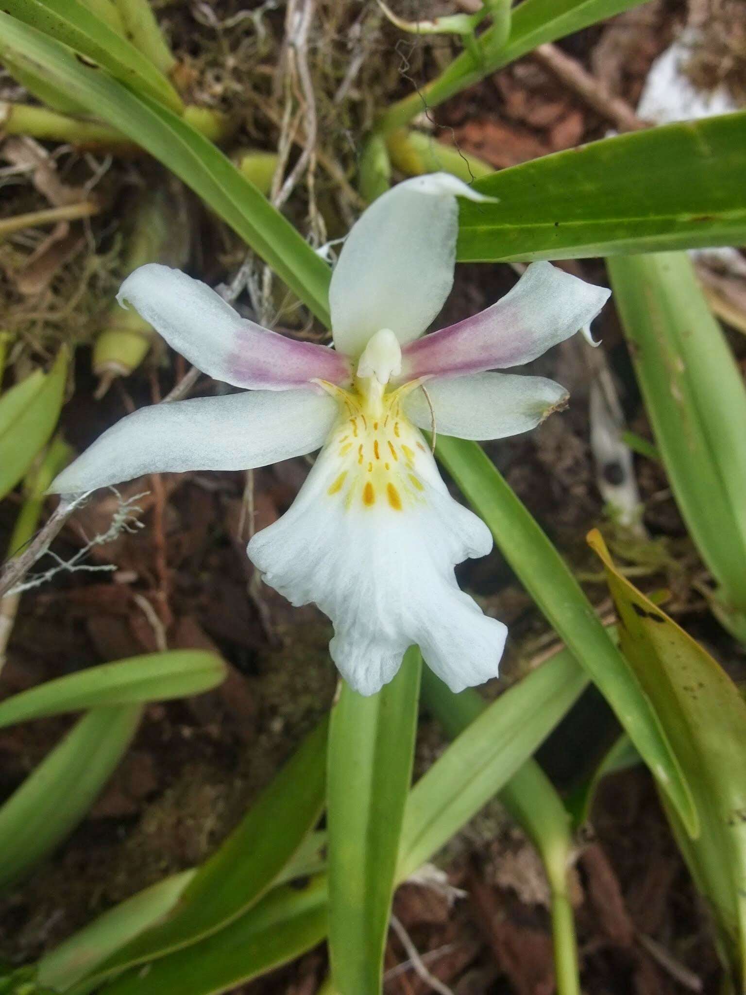 Image of Miltoniopsis roezlii (W. Bull) God.-Leb.