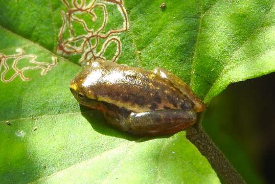 Image of Dwarf Mexican Treefrog