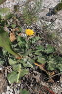 Sivun Taraxacum serotinum (Waldst. & Kit.) Poir. kuva