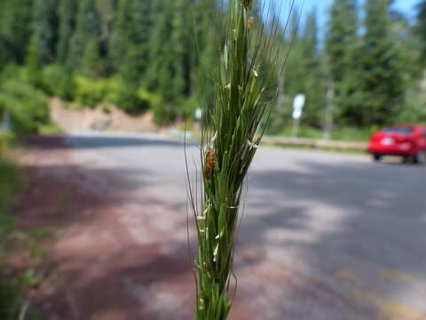 Imagem de Elymus glaucus subsp. glaucus