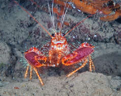 Image of reef lobsters