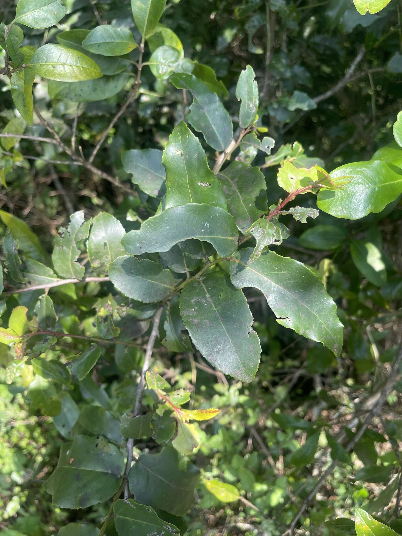 Image of Gymnosporia peduncularis (Sond.) Loes.