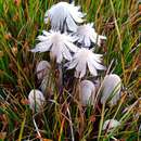 Imagem de Coprinopsis martinii (P. D. Orton) Redhead, Vilgalys & Moncalvo 2001