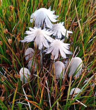 Imagem de Coprinopsis martinii (P. D. Orton) Redhead, Vilgalys & Moncalvo 2001