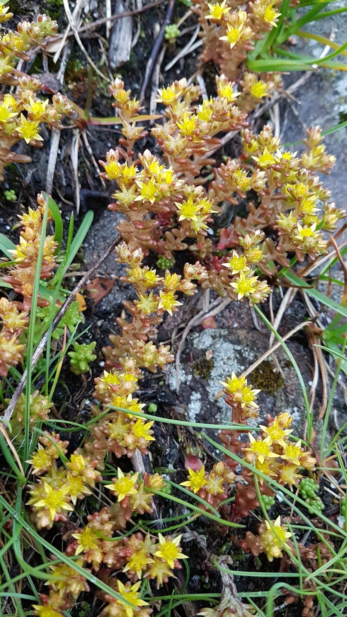 Image of annual stonecrop