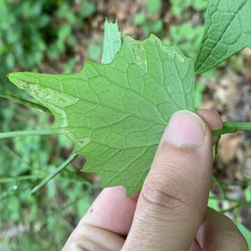 Image of Serpentine leaf miner