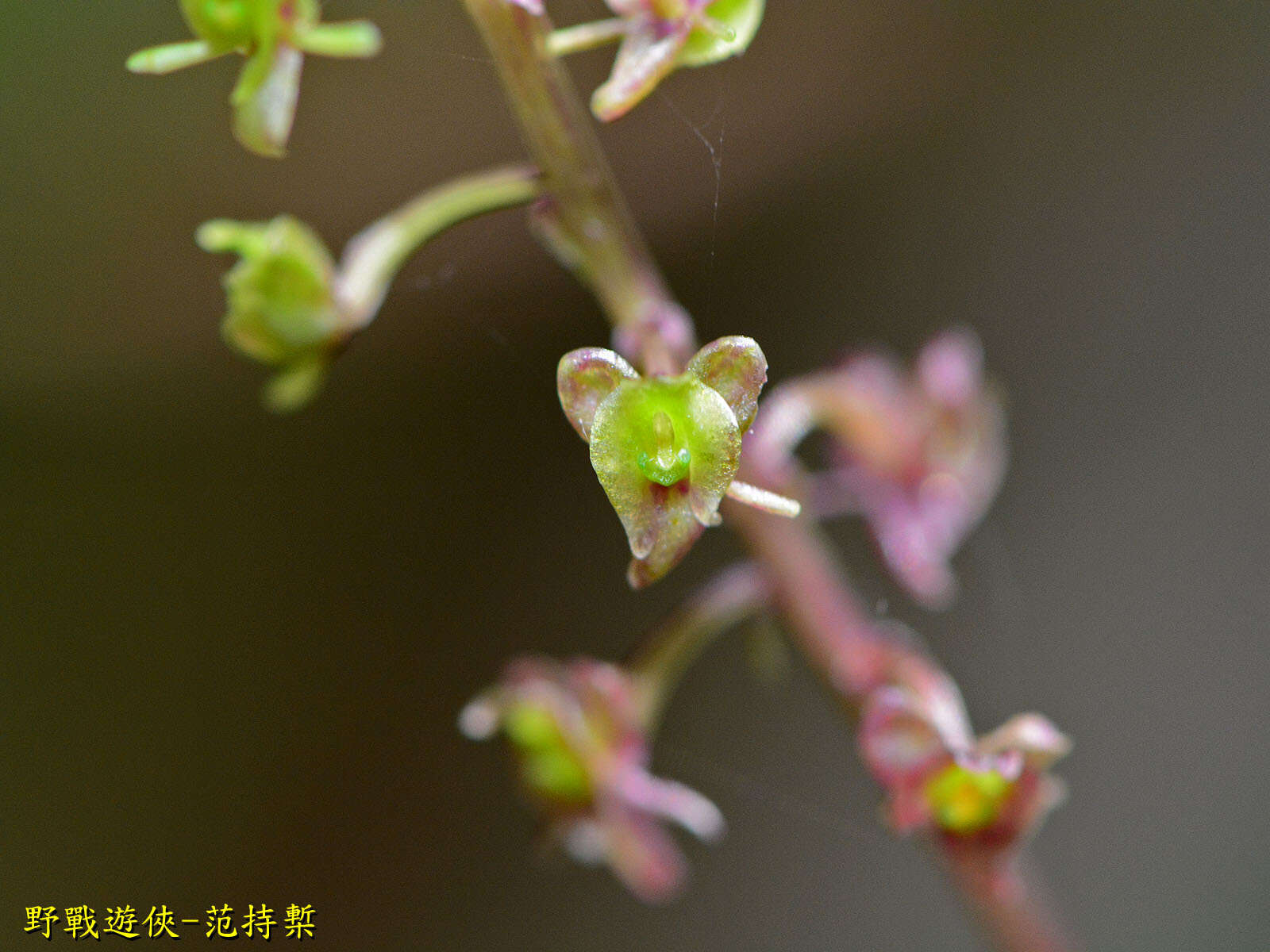 Crepidium matsudae (Yamam.) Szlach.的圖片