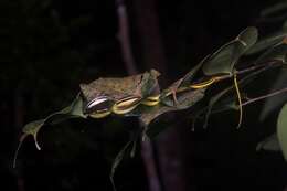 Image of Dendrelaphis caudolineatus (Gray 1834)