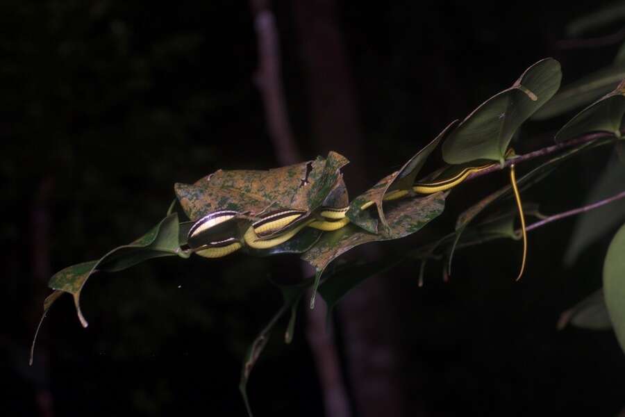 Image of Dendrelaphis caudolineatus (Gray 1834)