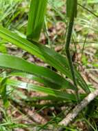 Image of Nottoway Valley brome