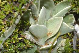 Слика од Helichrysum grandiflorum (L.) D. Don