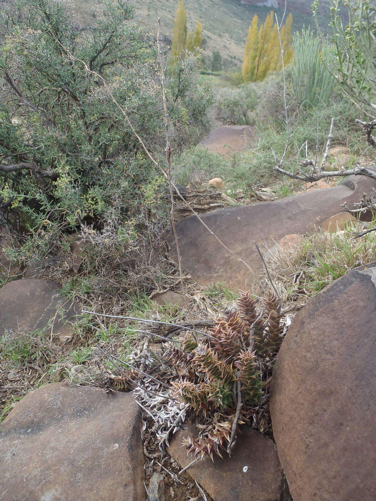 Image of Astroloba foliolosa (Haw.) Uitewaal