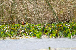 Sivun Jacana jacana jacana (Linnaeus 1766) kuva