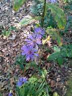 Image de Symphyotrichum georgianum (Alexander) G. L. Nesom