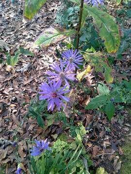 Image de Symphyotrichum georgianum (Alexander) G. L. Nesom