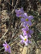 Sivun Oxalis hirta var. tubiflora (Jacq.) Salter kuva