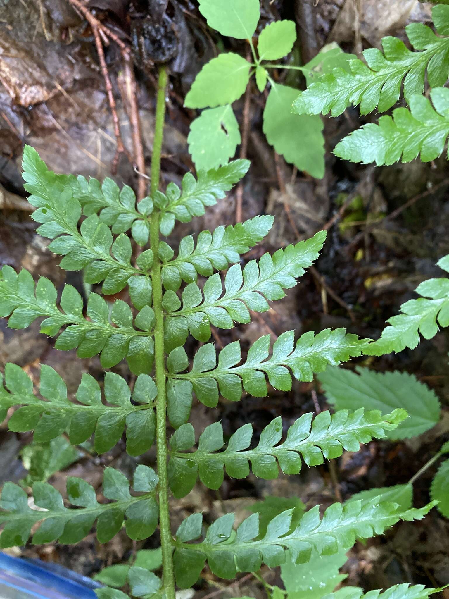 Image of hollyfern