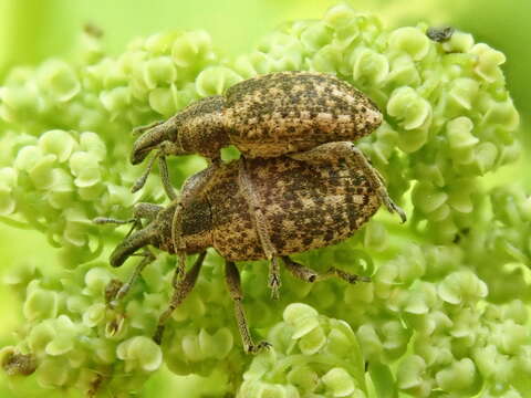 Plancia ëd Hypera contaminata (Herbst & J. F. W. 1795)