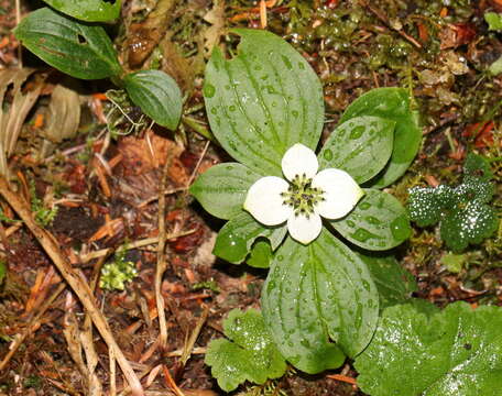 Image of western cordilleran bunchberry