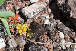 Image of Galphimia australis Chod.