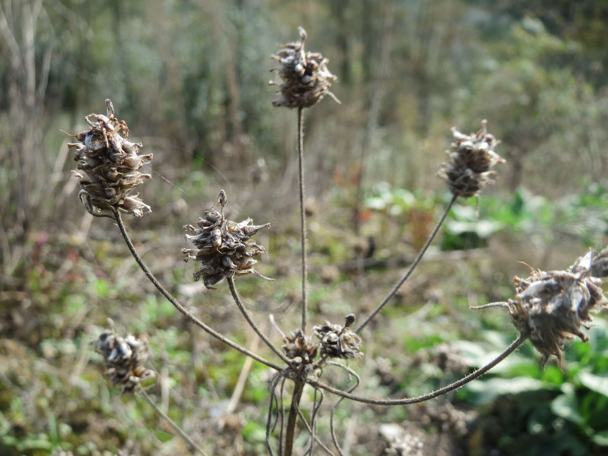 Imagem de Plantago arenaria Waldst. & Kit.