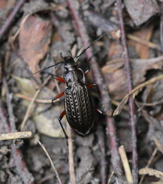 Image of Carabus (Carabus) granulatus granulatus Linnaeus 1758