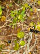 Image of Coprosma spathulata subsp. spathulata