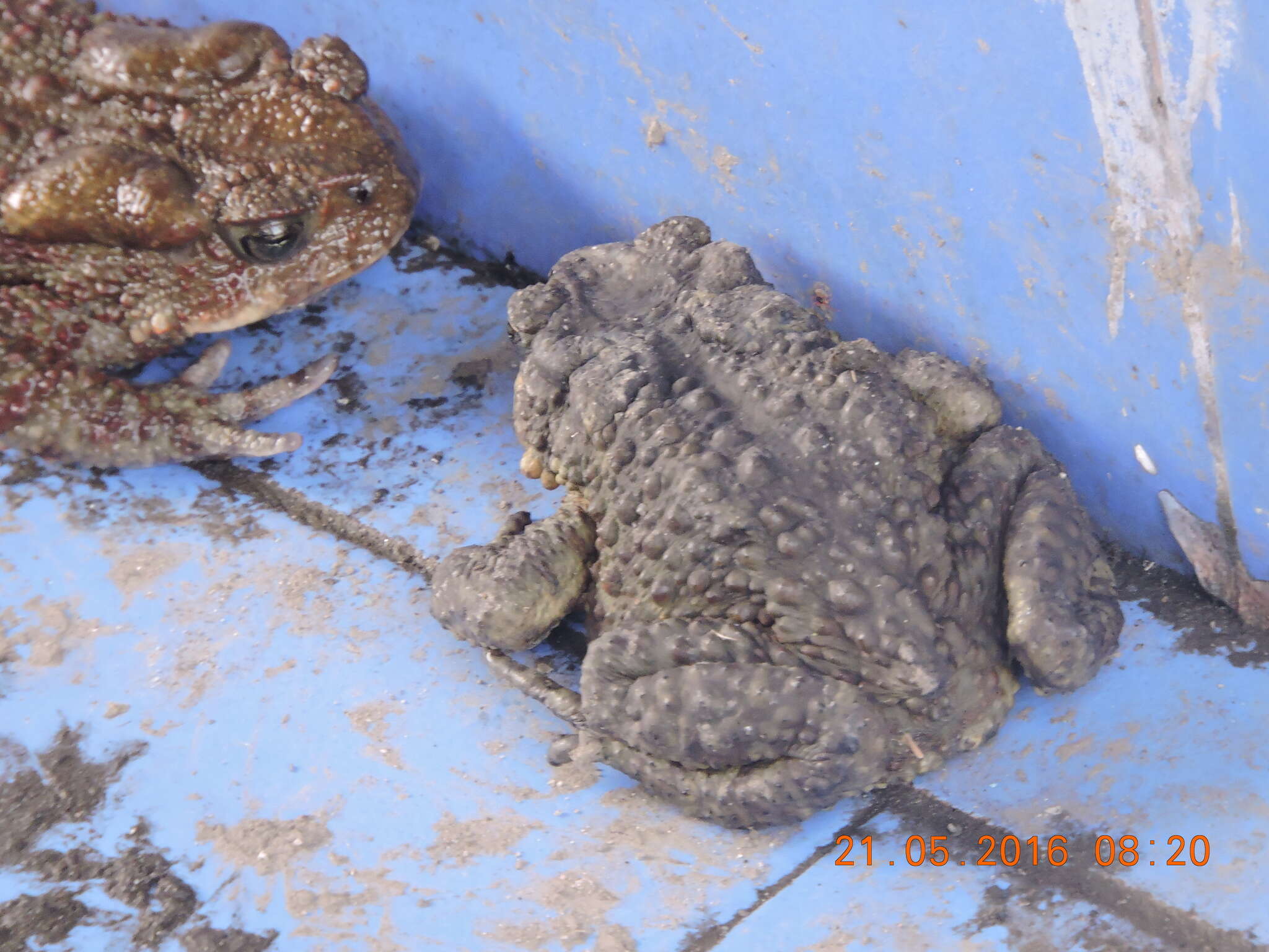 Image of Himalayan Toad