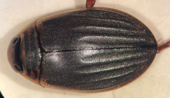 Слика од Acilius (Acilius) confusus Bergsten ex Bergsten & K. B. Miller 2006