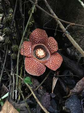 Image of Rafflesia lagascae Blanco