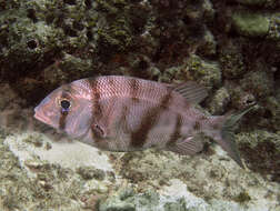 Image of Blue-lined large eye bream