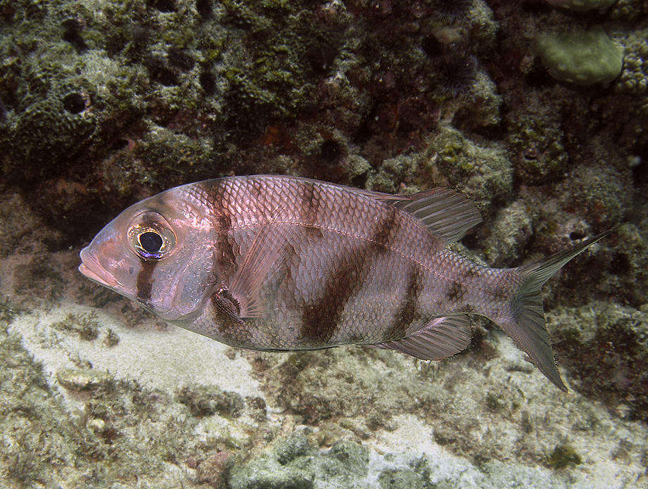 Image of Blue-lined large eye bream