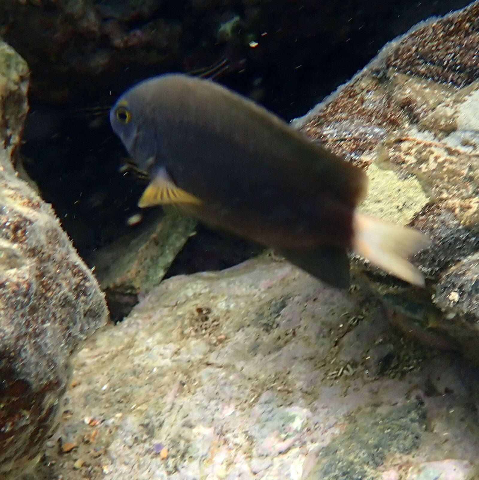 Image of White-tail damsel