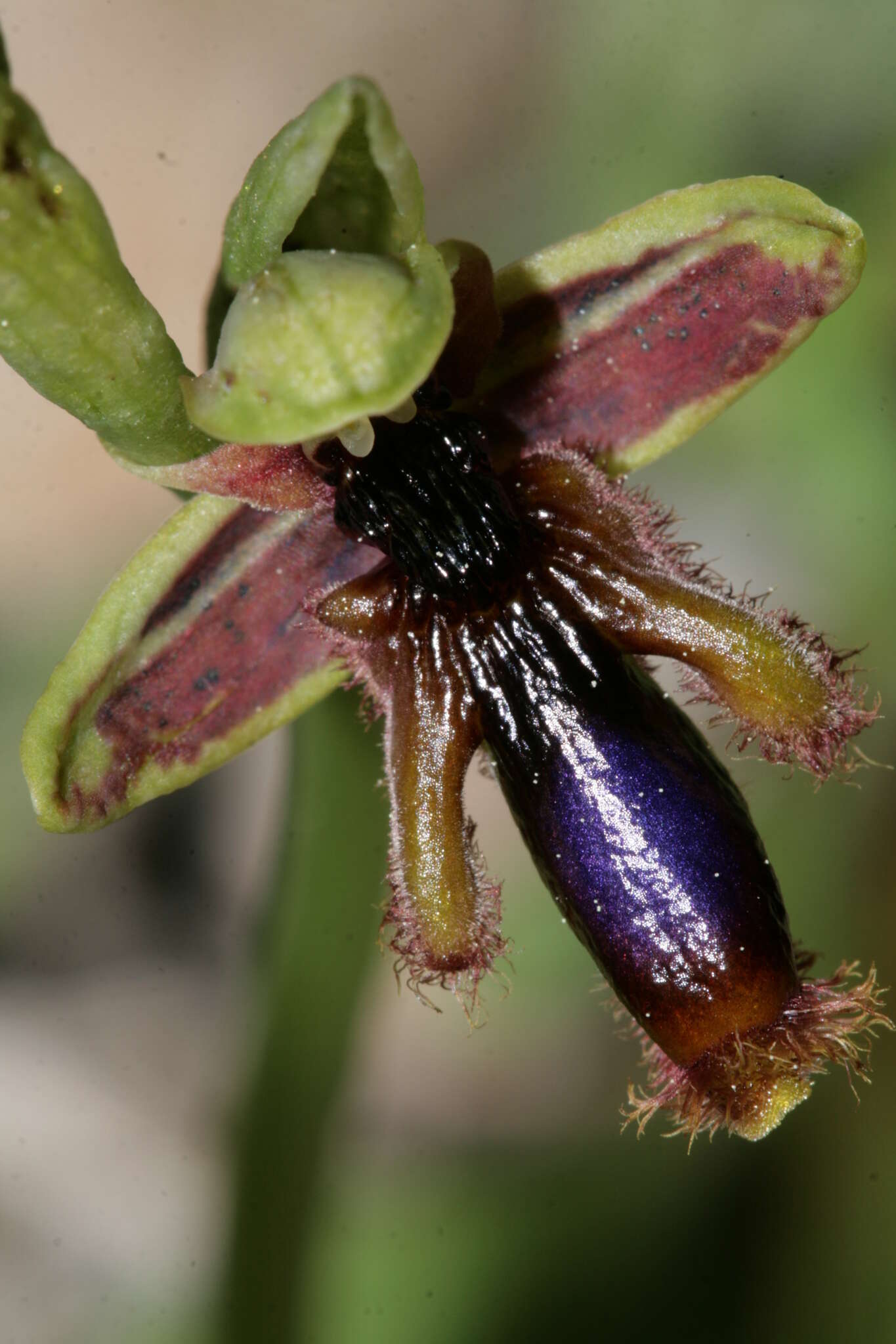 صورة Ophrys speculum subsp. regis-ferdinandii (Acht. & Kellerer ex Renz) Soó