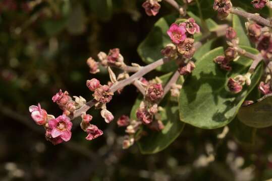 Image of Rhus lentii Kellogg