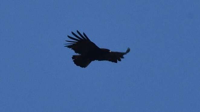 Image of Asian Black Eagle