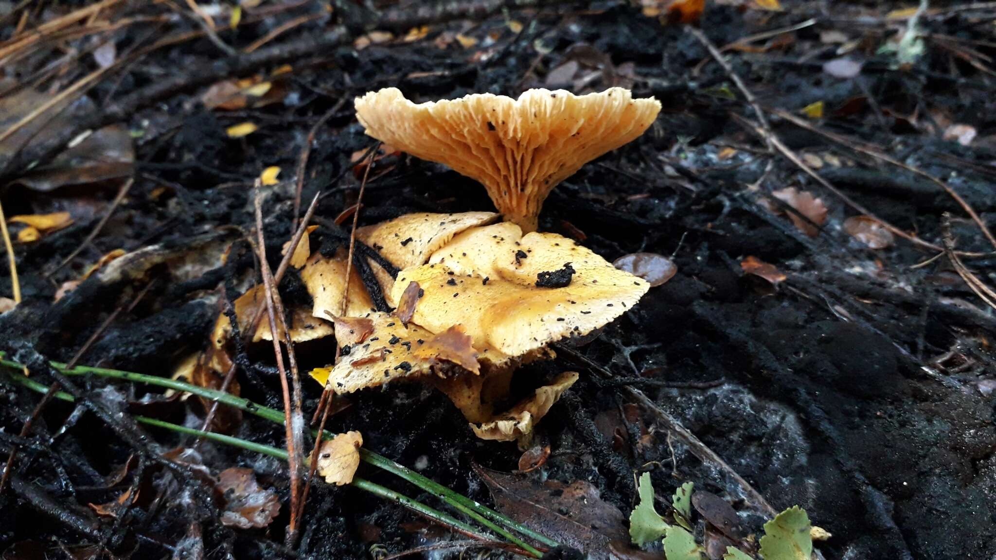 Image of Hygrophoropsis coacta McNabb 1969