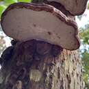 Plancia ëd Ganoderma orbiforme (Fr.) Ryvarden 2000