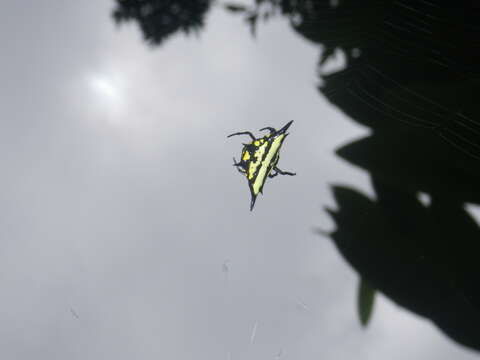 Image of Gasteracantha rhomboidea madagascariensis Vinson 1863