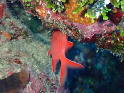 Image of Immaculate Squirrelfish