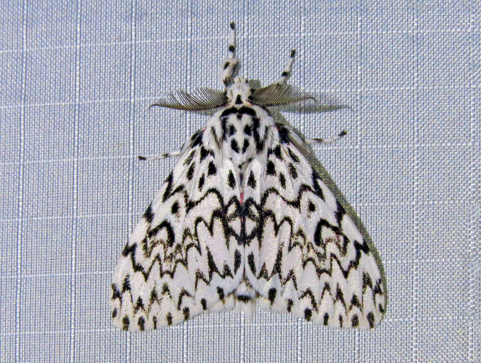 Image of Lymantria alexandrae Schintlmeister 1994