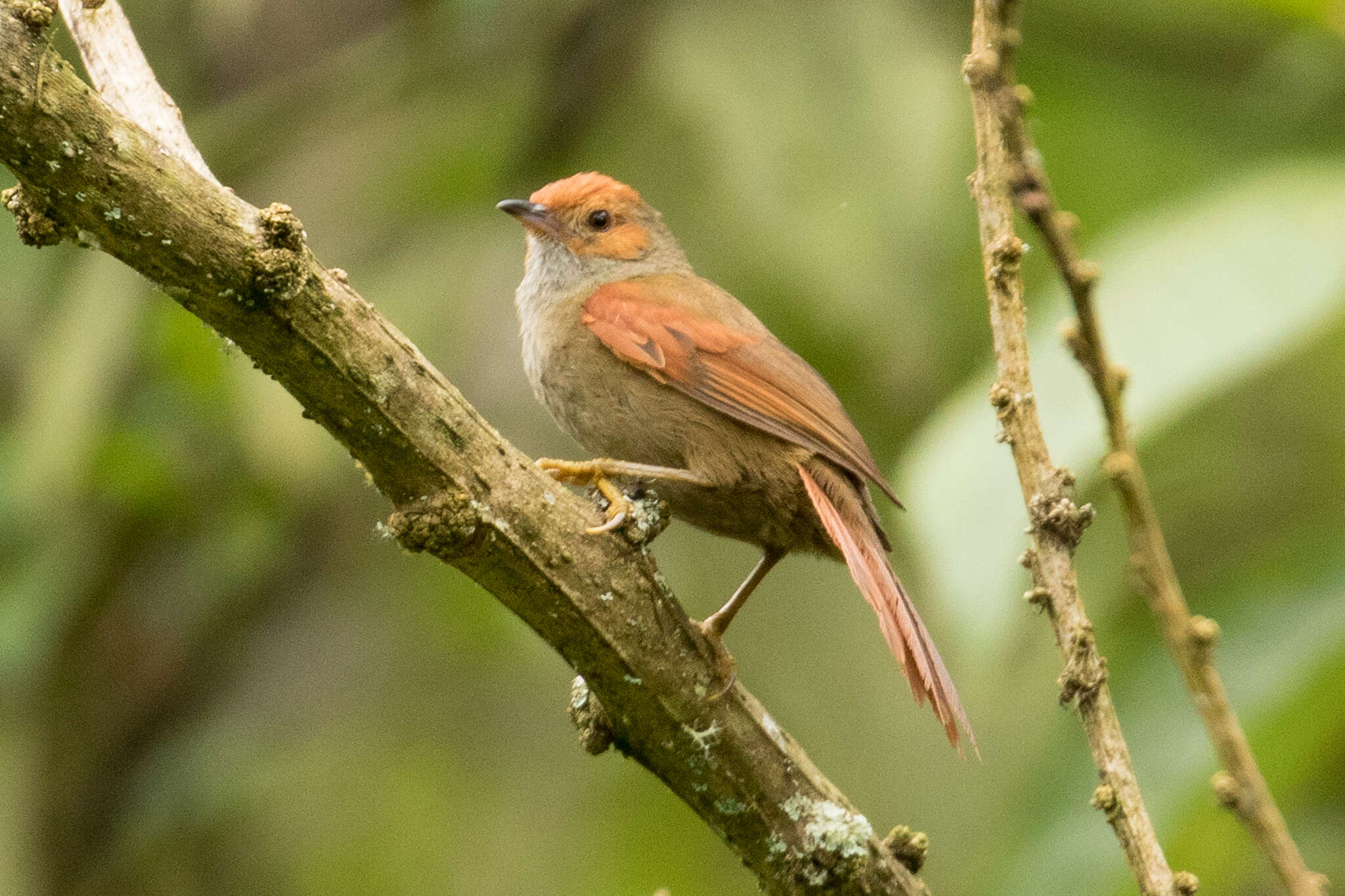 Image of Red-faced Spinetail