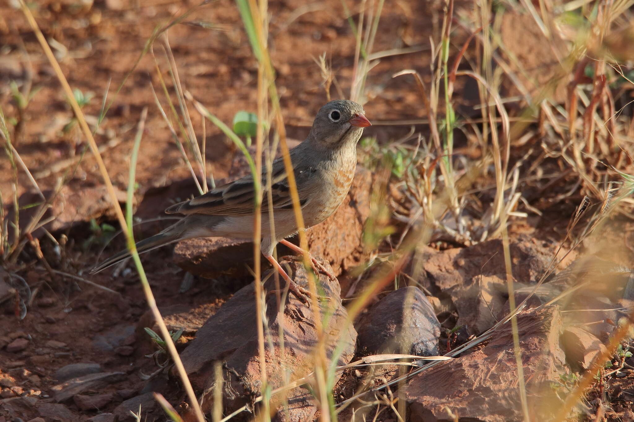 Image of Grey-necked Bunting