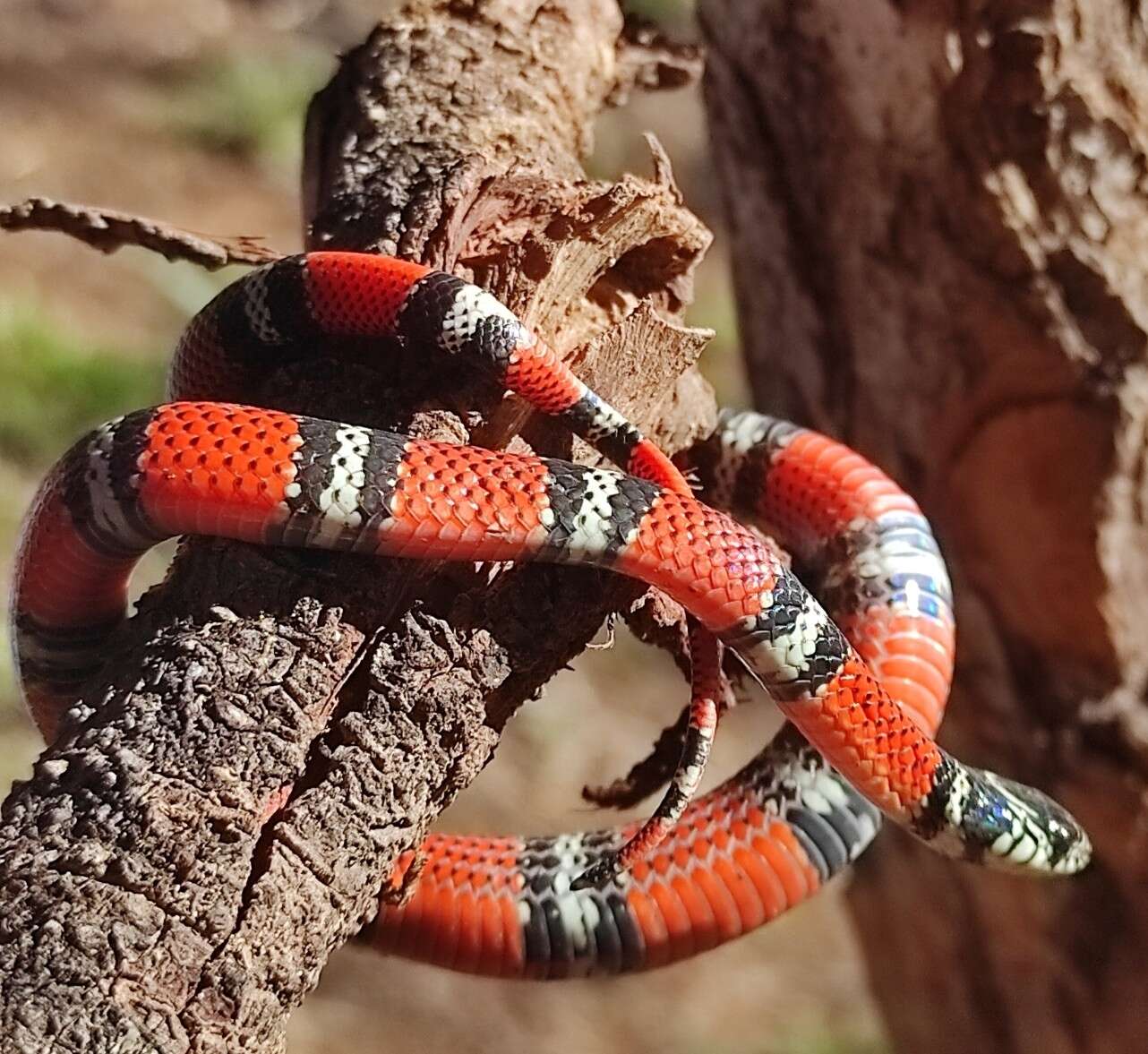 Image of False Coral Snake