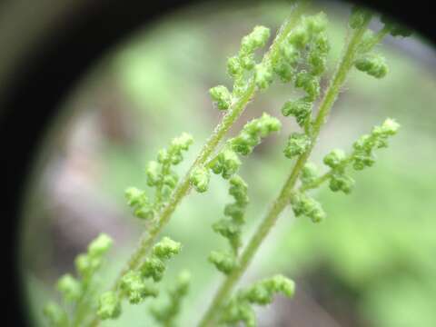 Image of Anemia tomentosa (Sav.) Sw.