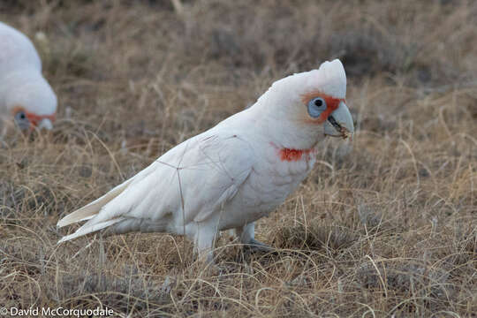 Image of Long-billed Corella