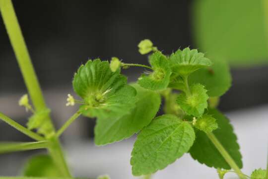 Image de Acalypha mexicana Müll. Arg.