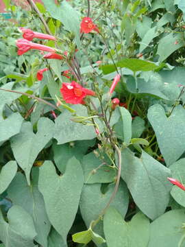 Image of Ipomoea cholulensis Kunth