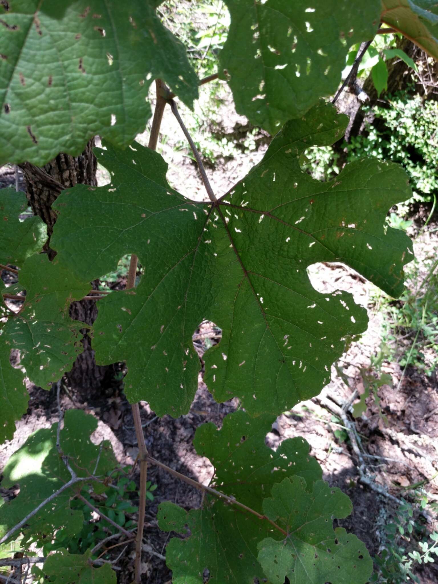 Image of long grape