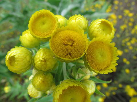 Image of <i>Helichrysum <i>foetidum</i></i> var. foetidum